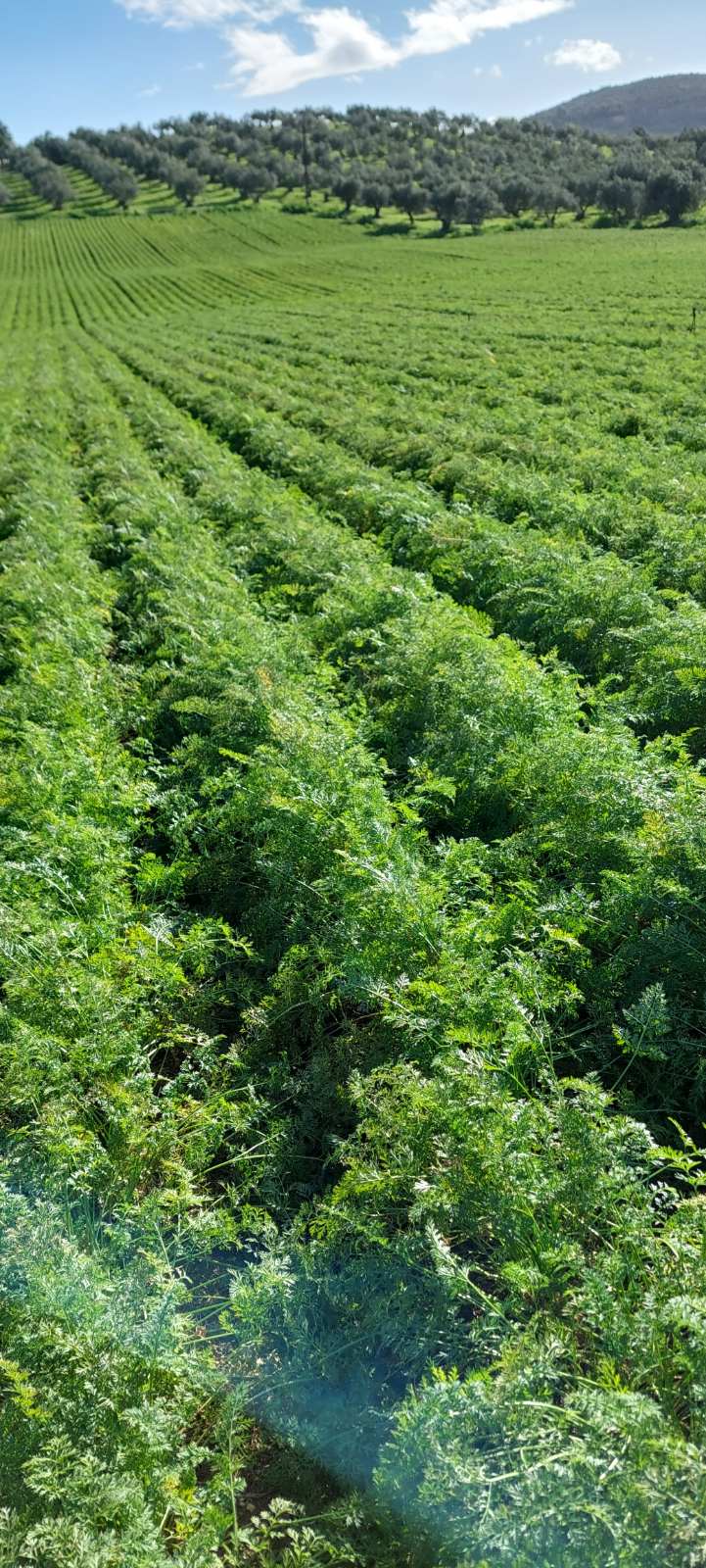 Καλλιέργεια καρότων στα χωράφια της Τανάγρας