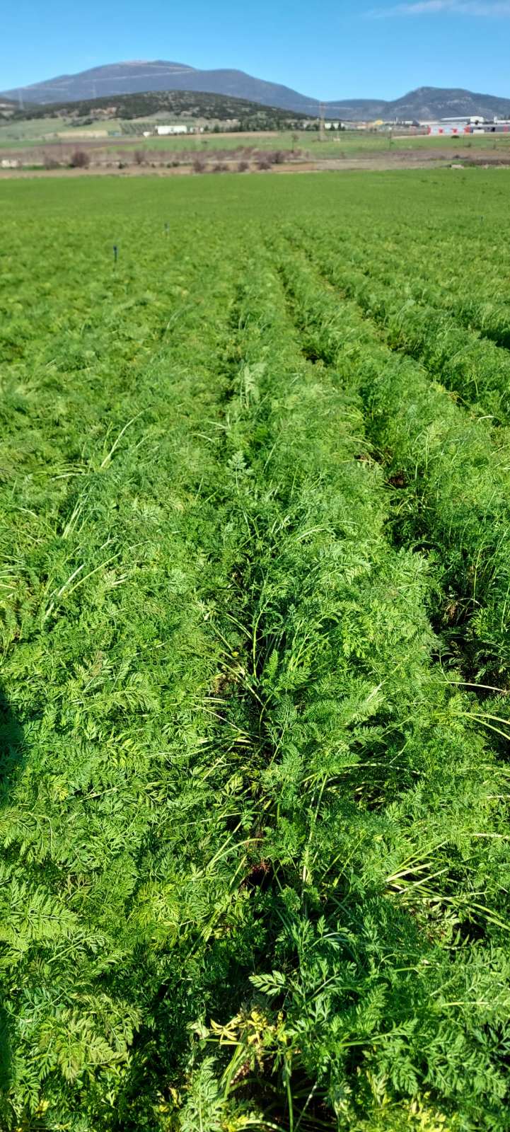 Χωράφι καρότων