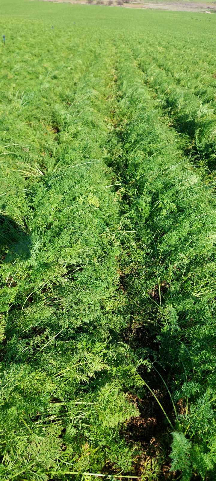 Χωράφια καρότων