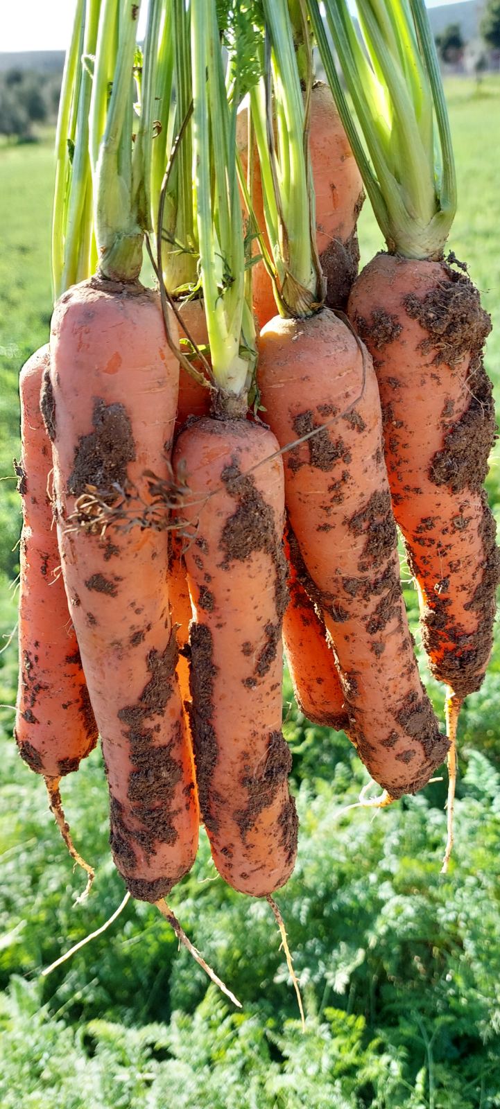 Φρέσκα καρότα με φύλλο