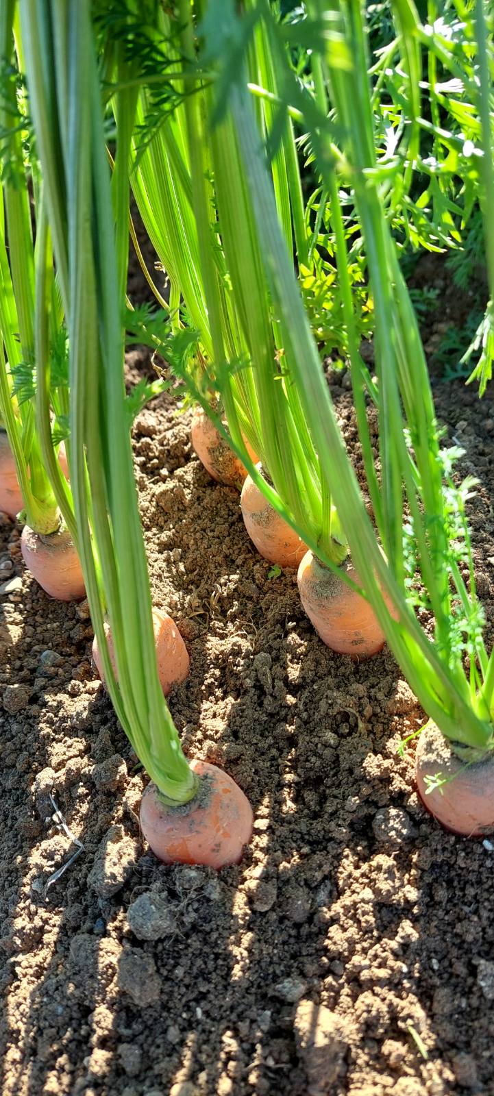 Φρέσκα καρότα από τα χωράφια μας