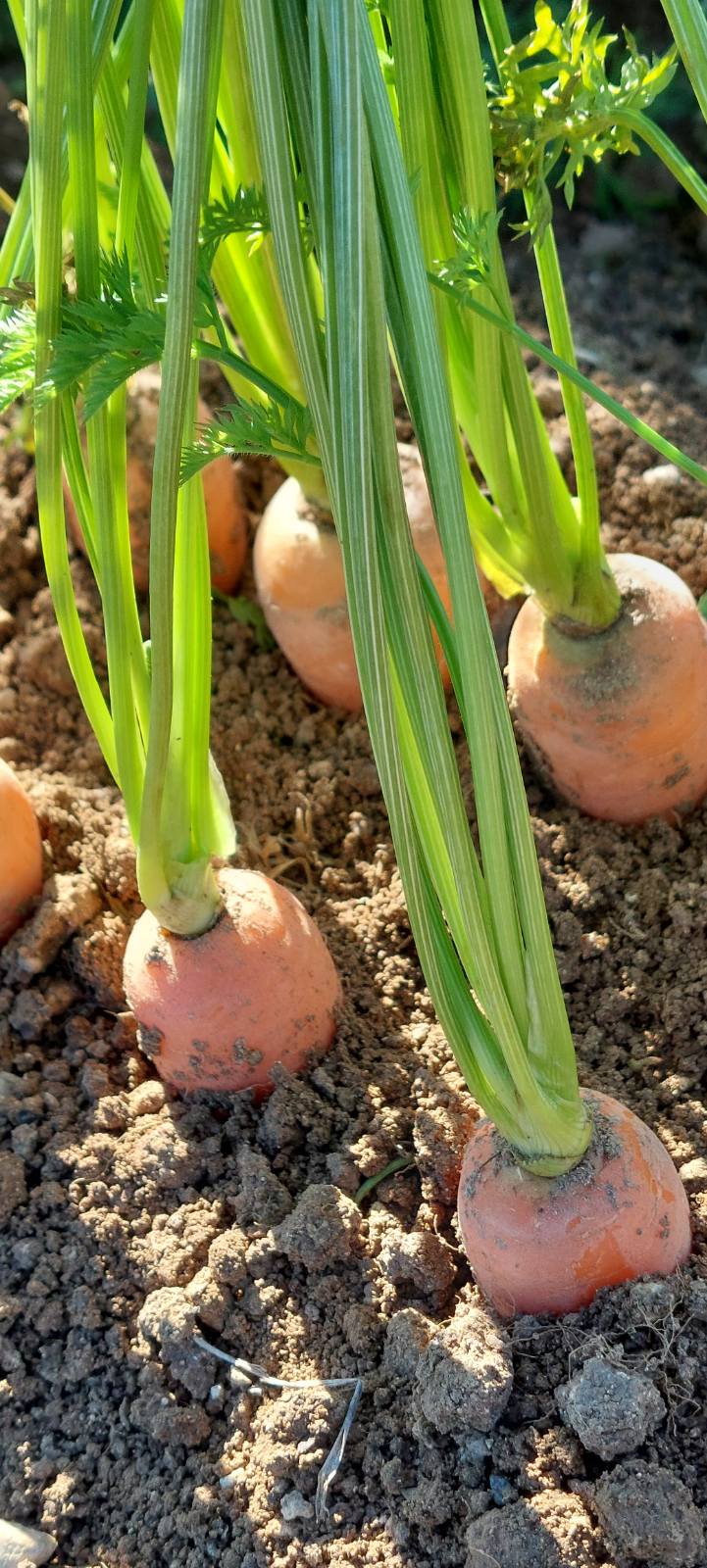 Καρότα στο χωράφι