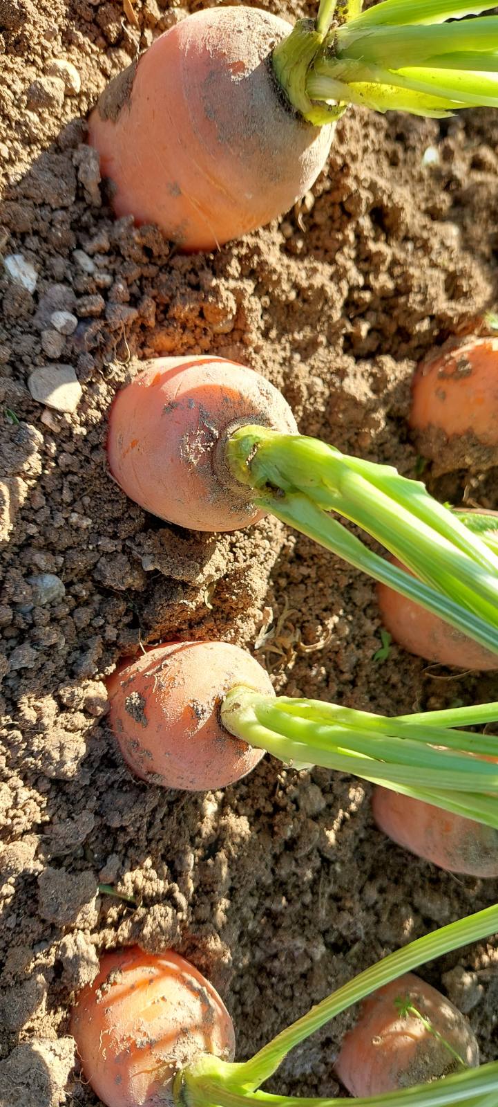 Καλλιέργεια καρότων